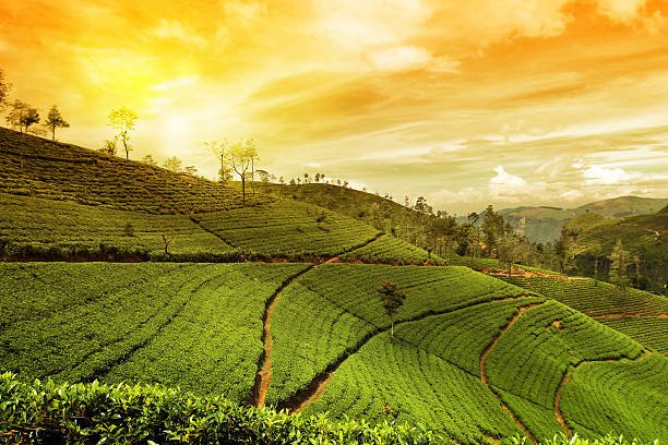 Kerala Holidays Pvt. Ltd.